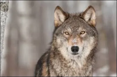 Aimes-tu les loups ?