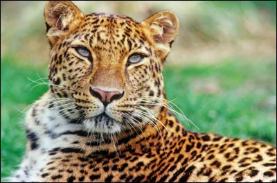 Cet animal, qui s'incline peut-être devant le crocodile en termes de déchiquetage, a la capacité de hisser ses volumineuses prises dans les arbres, à la force de ses pattes. Il peut en outre se targuer d'avoir joué aux côtés de Cary Grant et d'une des plus grandes actrices du cinéma américain en 1938.