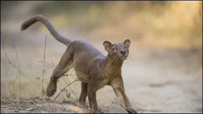 Retrouvez le drapeau correspondant à cet animal !