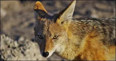 Il fait partie des envahisseurs, il a été aperçu plusieurs fois dans ce pays !