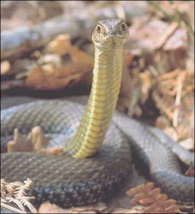 Ce très grand serpent vit dans un pays que vous connaissez !