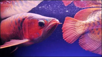 L'arowana est le poisson d'aquarium le plus cher du monde, où pensez-vous le trouver ?