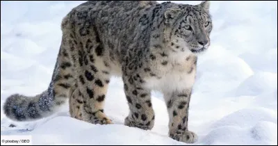 Voici un autre félin, associez un pays à ce magnifique animal !