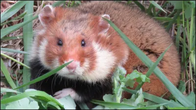 Ou pensez-vous trouver cette mignonne bestiole ?