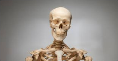 Où se trouve le plus petit os du corps humain ?
