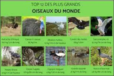 Quel oiseau est le plus grand au monde ?