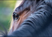 Quiz Les chevaux : la consommation de viande et les abattoirs