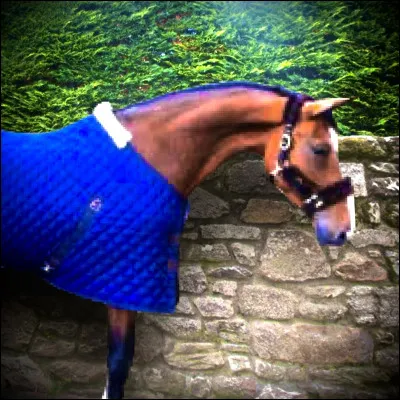 Un autre de mes amis, Sun (sur la photo), est tombé malade avant dêtre abattu. À votre avis, est-il sorti de labattoir ?