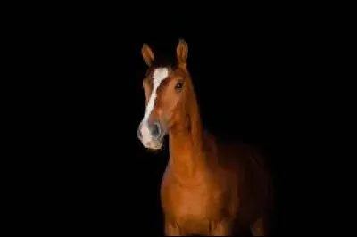 Comment se nomme la peur des chevaux ?