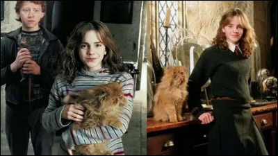 Comment s'appelle le chat d'Hermione ?