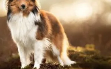 Quiz Races de chiens
