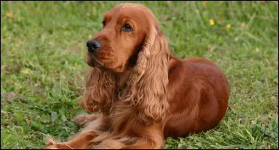 Quelle est la race de ce chien ?