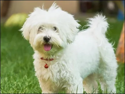 Quelle est la race de ce chien ?