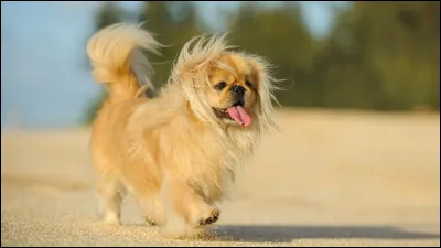 Quelle est la race de ce chien ?