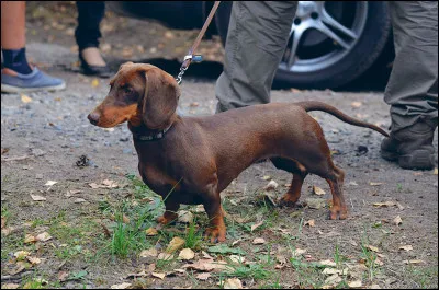 Quelle est la race de ce chien ?