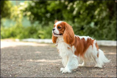 Quelle est la race de ce chien ?