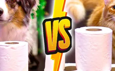 Quiz Chats