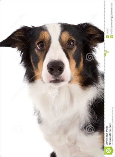 Aimes-tu les chiens ?