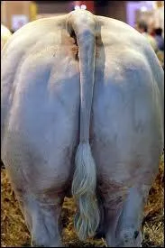 Comment est le cul d'un paysan ?