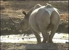 En finissant ce quizz, comme ce rhinocros en string , vous vous dtes ... ( choisissez la rponse sympa et non douloureuse pour moi, merci )