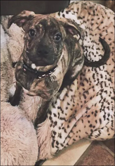 Comment s'appelle ce chien ?