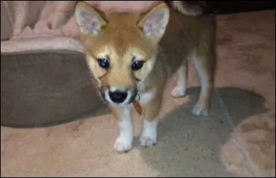 Quel est le chien qui ne vit plus avec Ariana ?