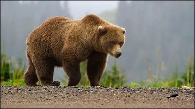 Comment s'appelle cet animal ?