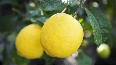 Vous aimez les citrons et notamment ceux de Menton, dont ils sont le symbole depuis le XIVe siècle et, qui ont grandi en bénéficiant d'un superbe micro-climat.
Ils bénéficient d'une IGP.