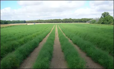 Des trois asperges : blanches, vertes, violettes, lesquelles poussent entièrement à l'air libre ?