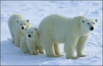 Vrai ou faux ? Le 27 février, c'est la journée mondiale de l'ours polaire...