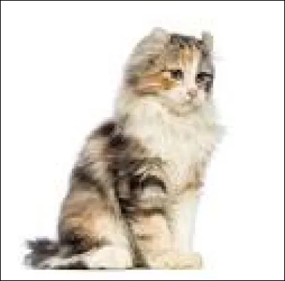 Cette race de chat est un...