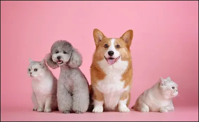 Quel est ton animal préféré ?