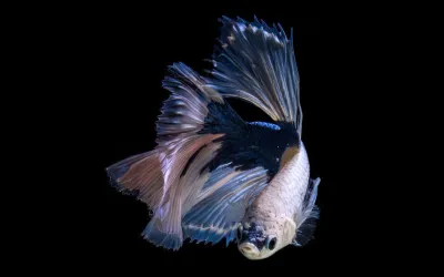 Quelle actrice est à l'affiche du film "Un poisson nommé Wanda" ?