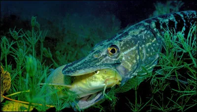 De quel genre est le poisson appelé "silure" ?