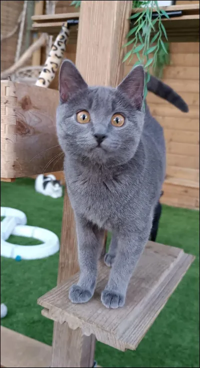 Enfin, dans le cycle 6, quel clan choisit Nuage de Brindille ?