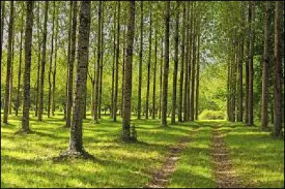 Choisis : la campagne, la ville, la mer ou la forêt ?