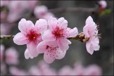 Choisis une saison :