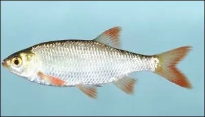 Choisis un aliment :