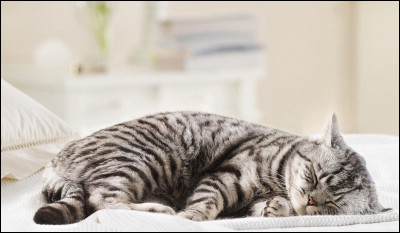 Un chat peut dormir jusqu'à 16 heures par jour.