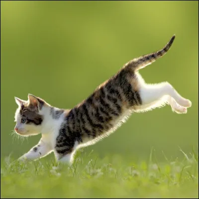 Les chats retombent toujours sur leurs pattes.