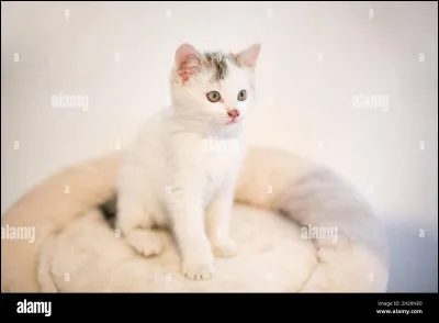 Les chats blancs ont davantage de risque d'être sourds.