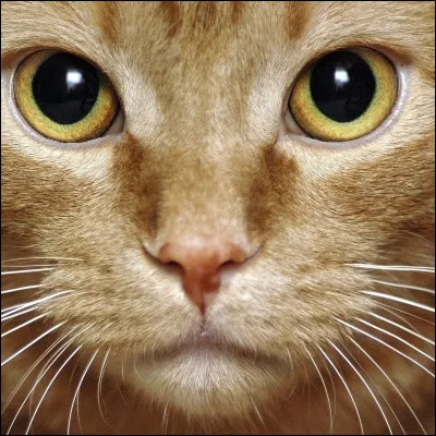 Il y a 8 poils dans la moustache d'un chat.