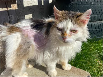 Six lunes plus tard, une épidémie du mal vert frappe ton clan. Que fais-tu ?