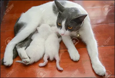 Toi et ton compagnon/ta compagne, vous finissez par avoir deux autres petits. Cela te redonne le sourire et la joie de vivre. Comment appelles-tu tes petits ? (Deux mâles)