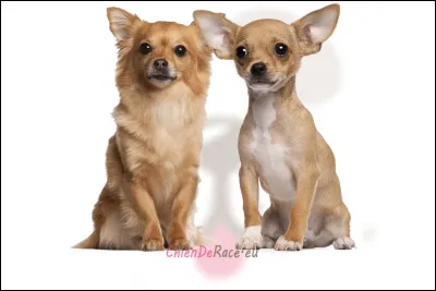 Le chihuahua est une race de chien originaire du Japon.