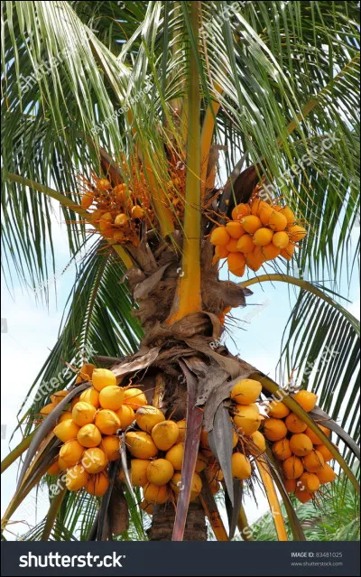 La Côte d'Ivoire est le plus grand exportateur au monde de noix de coco.