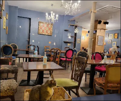 En France, il existe des bars à chats mais pas de bars à chiens.