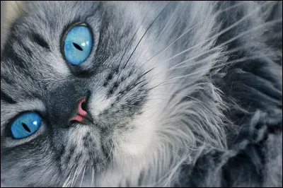 Quel est le poste d'il de Geai ?