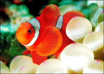 Quel est ce poisson ayant la particularité de naître mâle puis de devenir femelle ?