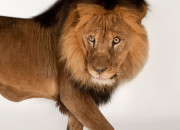 Quiz 10 questions sur les lions